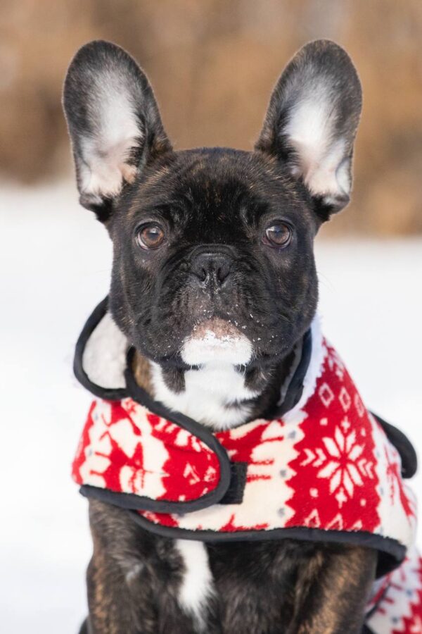 Chicago French Bulldog Chicago French Bulldog