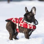 Chicago-male-french-bulldog-puppy-for-sale-1 (3)