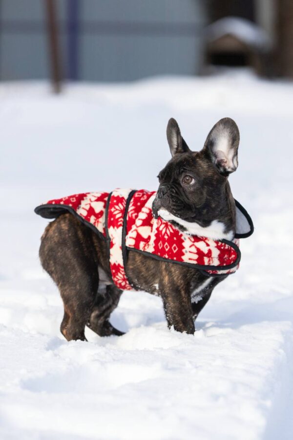 Chicago French Bulldog Chicago French Bulldog