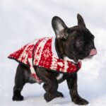 Chicago-male-french-bulldog-puppy-for-sale-1 (4)
