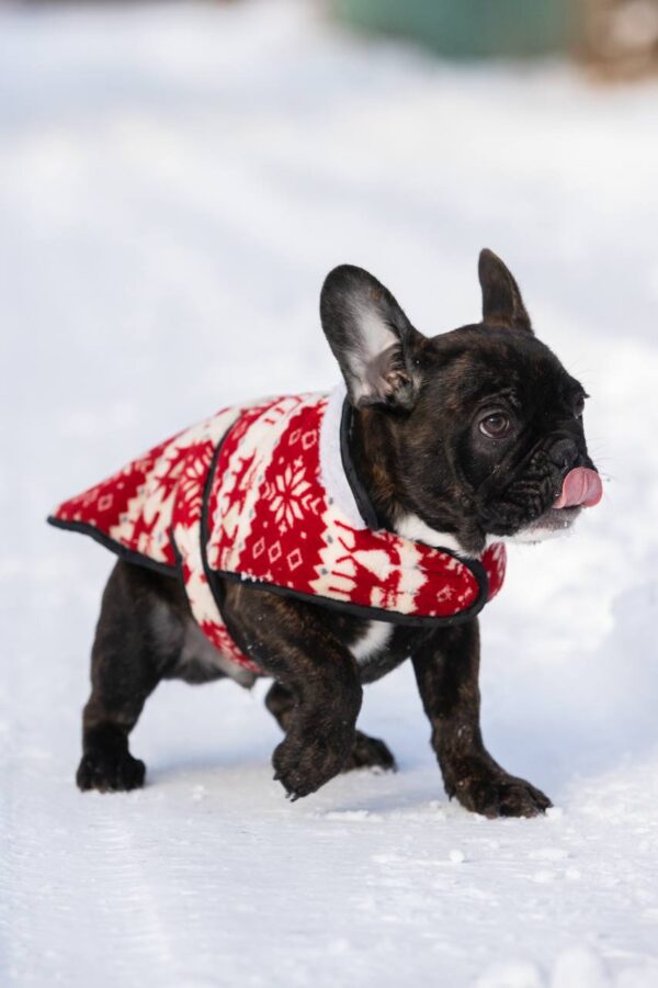 Chicago French Bulldog Chicago French Bulldog