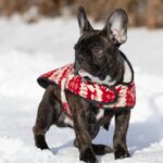 Chicago-male-french-bulldog-puppy-for-sale-1 (5)