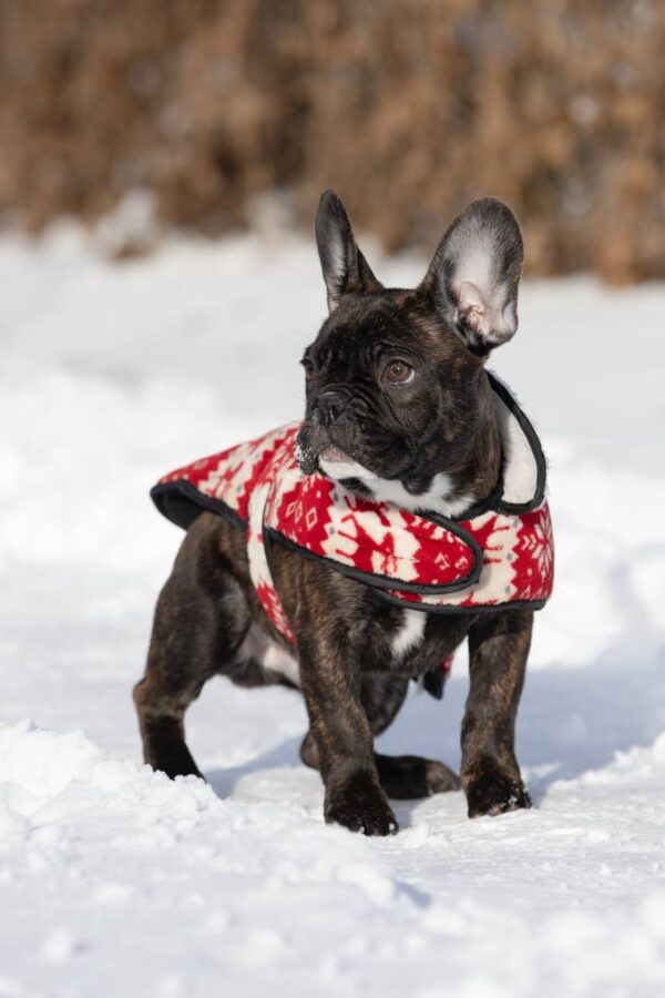 Chicago French Bulldog Chicago French Bulldog