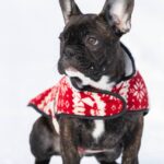Chicago-male-french-bulldog-puppy-for-sale-1 (6)