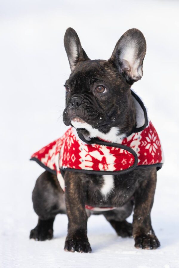 Chicago French Bulldog Chicago French Bulldog
