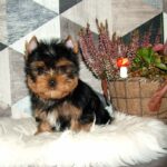 Chio-male-yorkshire-terrier-puppy-for-sale- (1)