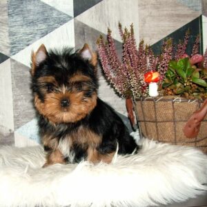 Chio Yorkshire Terrier Chio Yorkshire Terrier