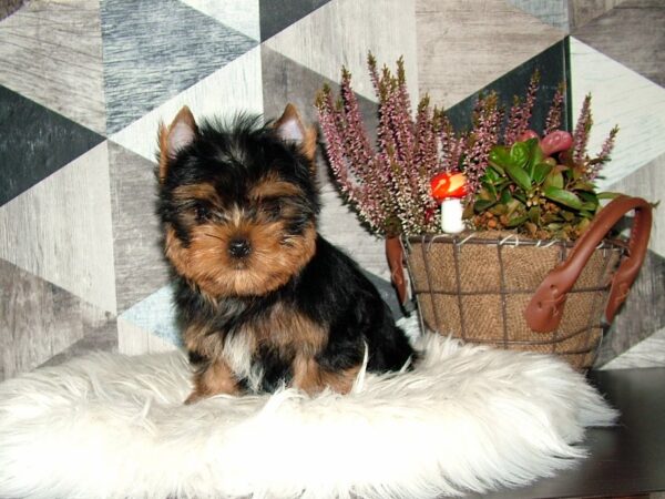 Chio Yorkshire Terrier Chio Yorkshire Terrier