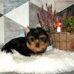 Chio-male-yorkshire-terrier-puppy-for-sale- (2)