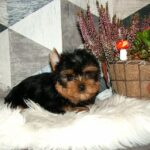 Chio-male-yorkshire-terrier-puppy-for-sale- (3)