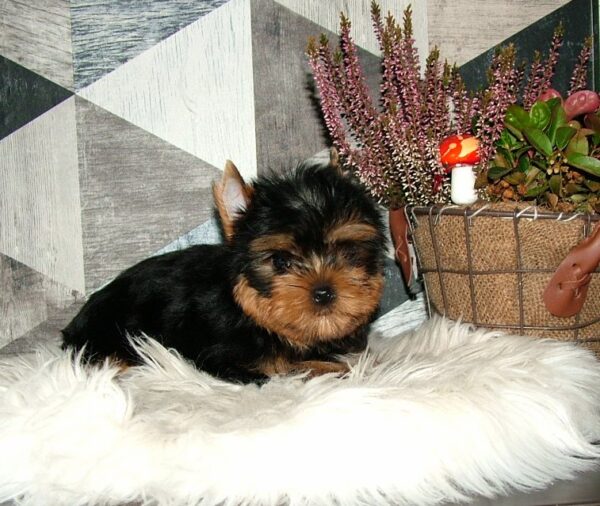 Chio Yorkshire Terrier Chio Yorkshire Terrier