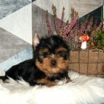 Chio-male-yorkshire-terrier-puppy-for-sale- (4)