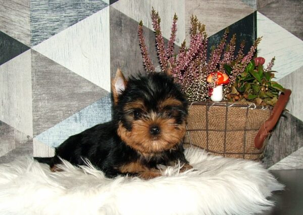 Chio Yorkshire Terrier Chio Yorkshire Terrier