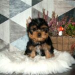 Chio-male-yorkshire-terrier-puppy-for-sale- (5)