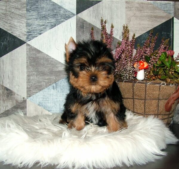 Chio Yorkshire Terrier Chio Yorkshire Terrier