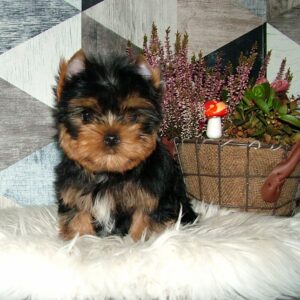 Chio Yorkshire Terrier Chio Yorkshire Terrier