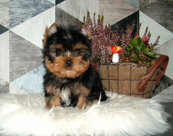 Chio Yorkshire Terrier Chio Yorkshire Terrier