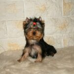 Chio-male-yorlshire-terrier-puppy-for-sale- (1)
