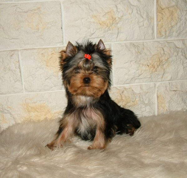 Chio Yorkshire Terrier Chio Yorkshire Terrier