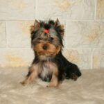 Chio-male-yorlshire-terrier-puppy-for-sale- (2)