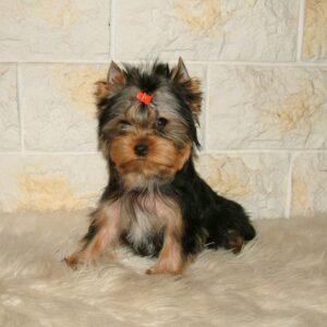 Chio Yorkshire Terrier Chio Yorkshire Terrier