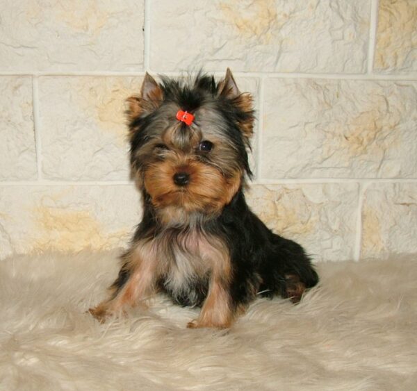 Chio Yorkshire Terrier Chio Yorkshire Terrier