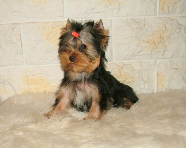 Chio Yorkshire Terrier Chio Yorkshire Terrier