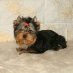 Chio-male-yorlshire-terrier-puppy-for-sale- (4)