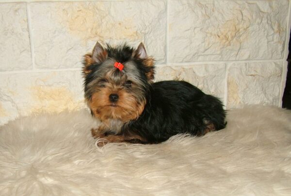 Chio Yorkshire Terrier Chio Yorkshire Terrier