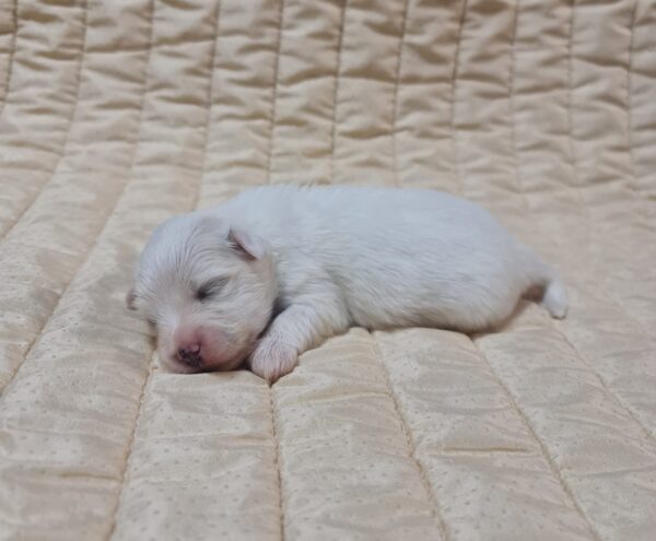 Chip Coton De Tulear Chip Coton De Tulear