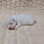Chip-male-coton-de-tulear-puppy-for-sale-1 (2)