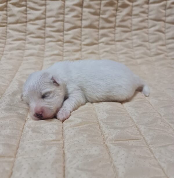 Chip Coton De Tulear Chip Coton De Tulear
