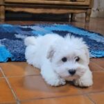 Chip-male-coton-de-tulear-puppy-for-sale- (1)