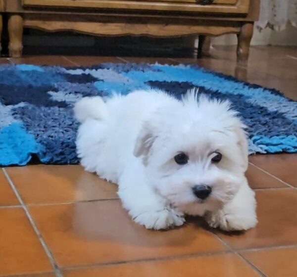 Chip Coton De Tulear Chip Coton De Tulear