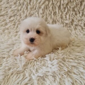 Chip Coton De Tulear Chip Coton De Tulear