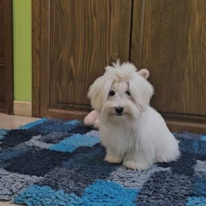 Chip Coton De Tulear Chip Coton De Tulear