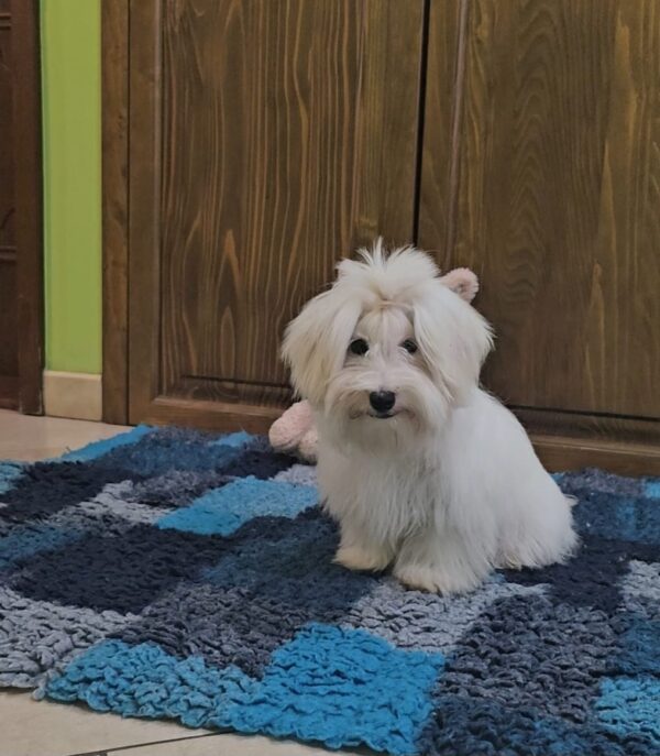 Chip Coton De Tulear Chip Coton De Tulear