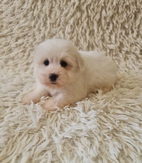 Chip Coton De Tulear Chip Coton De Tulear