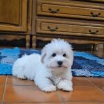 Chip-male-coton-de-tulear-puppy-for-sale- (2)