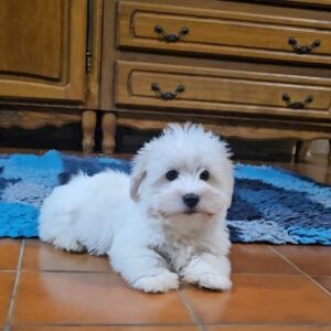 Chip Coton De Tulear Chip Coton De Tulear
