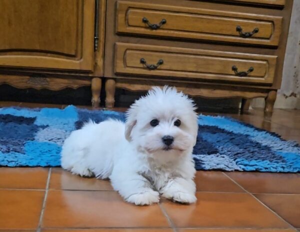 Chip Coton De Tulear Chip Coton De Tulear