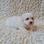 Chip-male-coton-de-tulear-puppy-for-sale- (2)