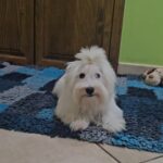 Chip-male-coton-de-tulear-puppy-for-sale- (2)