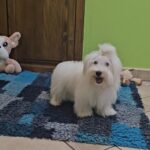 Chip-male-coton-de-tulear-puppy-for-sale- (3)