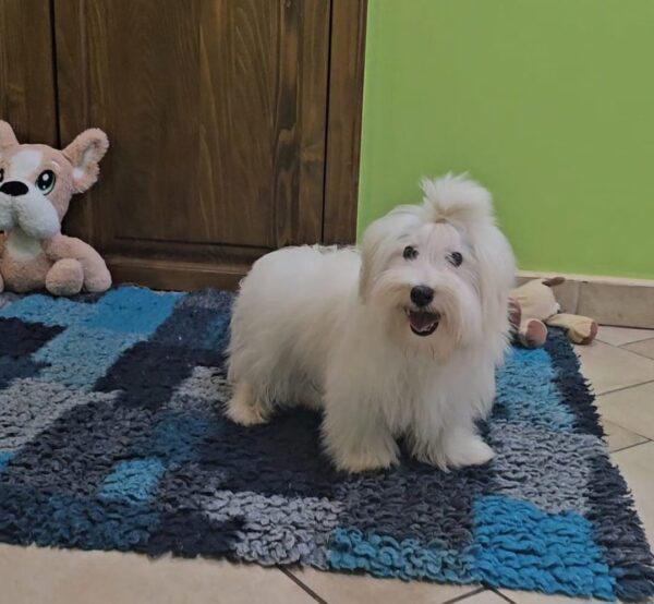 Chip Coton De Tulear Chip Coton De Tulear