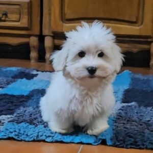 Chip Coton De Tulear Chip Coton De Tulear