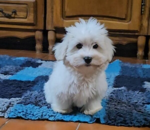 Chip Coton De Tulear Chip Coton De Tulear
