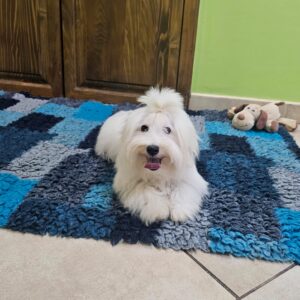 Chip Coton De Tulear Chip Coton De Tulear
