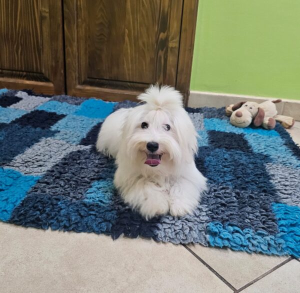 Chip Coton De Tulear Chip Coton De Tulear