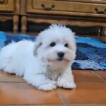 Chip-male-coton-de-tulear-puppy-for-sale- (4)